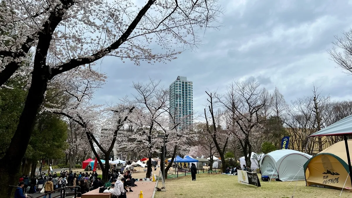 만개한 벚꽃의 신주쿠 중앙공원