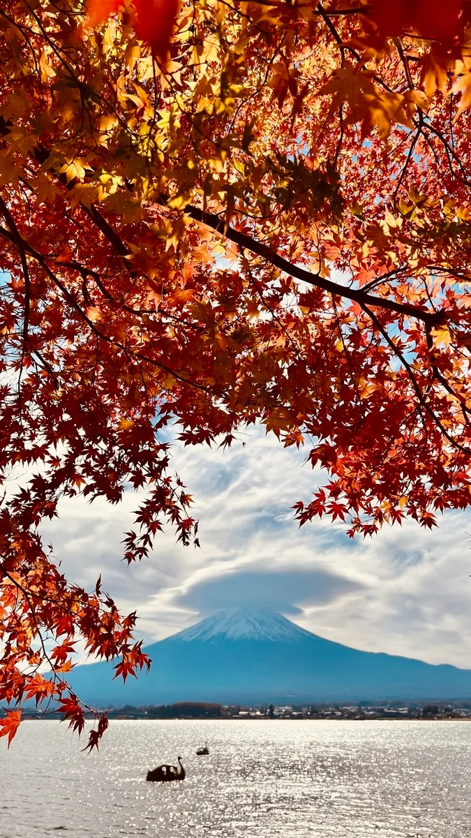 후지산과 단풍